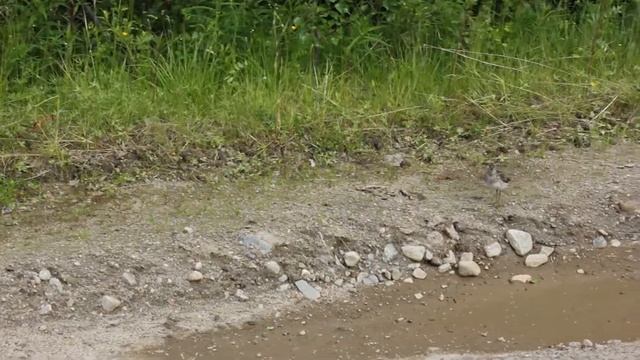 Природа. С рыбалки на охоту. смотреть онлайн