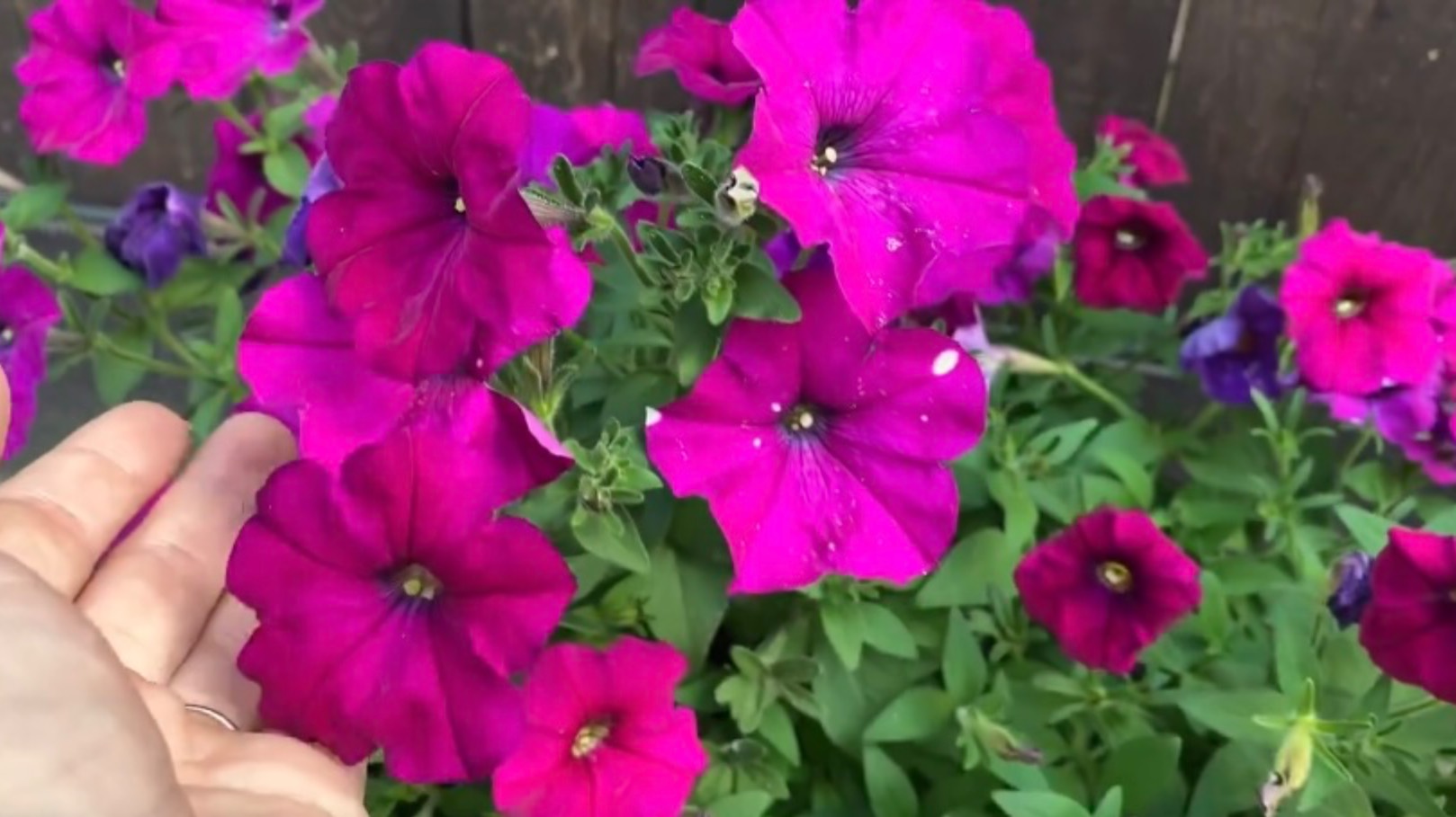 Выращивание петунии из самосборных семян от А до Я. смотреть онлайн