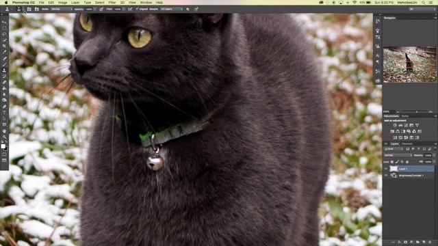 Say Hi to MegaFoxx the Cat смотреть онлайн