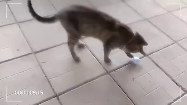 Кот Иван)) смотреть онлайн