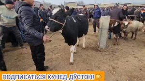 молбозори ш. ИСФАРА. моли оча бача,  буғӯз, буқачаҳои майда