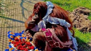 Олег Зубков принес своей любимице Дане целый поднос огромной клубники, КАК ОНА ЕЕ ЕСТ)))