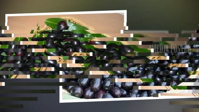 Neredu Pandu Benefits In Telugu | Neredu Pandu | Neredupandu | Jamun Fruit | Media Poster смотреть онлайн