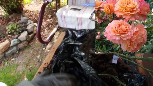 Сажаем розы. Всё от распаковки до посадки смотреть онлайн