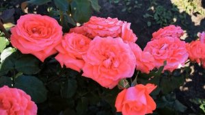 Роза Ди Ди Бриджвотер Dee Dee Bridgewater