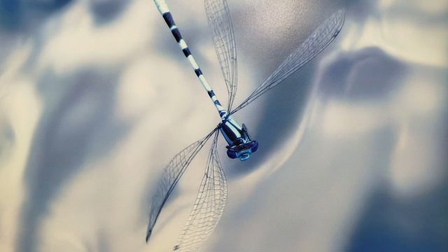 Фотовыставка "Первозданная Россия",часть 3.
Новая Третьяковская галерея на Крымском Валу.
25.03.2025 смотреть онлайн