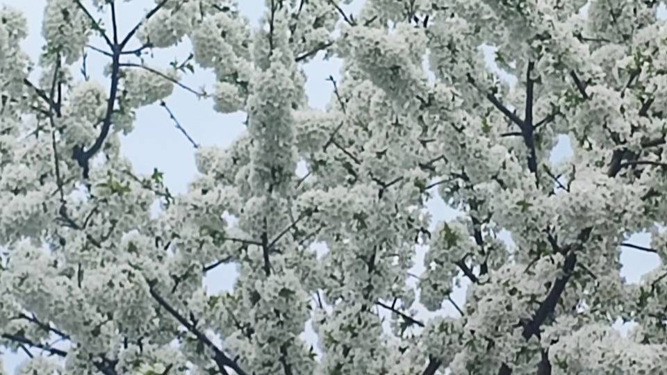 Весна в Краснодаре  /30 марта/