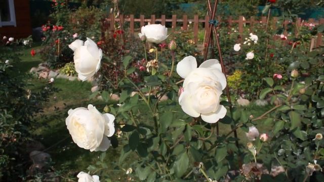 Пышные розы осени смотреть онлайн