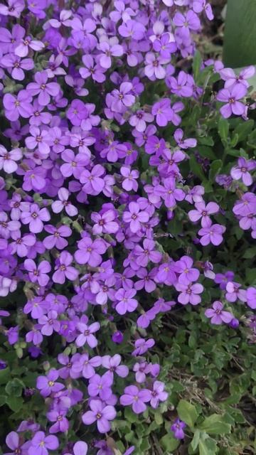 Аубреция цветёт #цветы #garden #flowers #сад смотреть онлайн