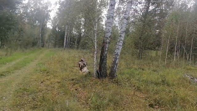 Грибы (доработанный ролик) смотреть онлайн