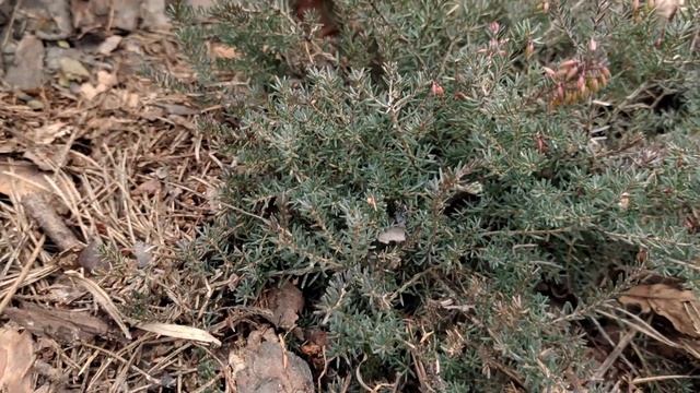 Как перезимовали розы под 1 слоем спанбонда/ реанимация молодых срезочных роз/Что делать с розами смотреть онлайн