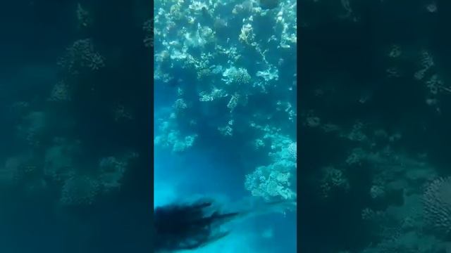 Отдых в Египте 2019. Прикольногид местный комментирует! смотреть онлайн