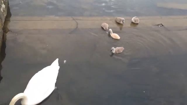 Sweet Swan Family Babies Süße Schwänenkinder лебедята cute birds смотреть онлайн