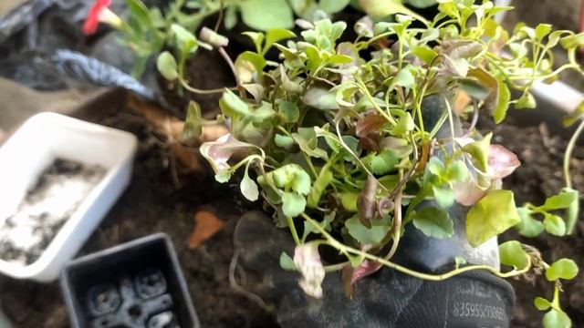 Высаживаю многолетники: аубреция, гвоздика, вероника, дельфиниум. Миксую петунию и лобелию в кашпо смотреть онлайн