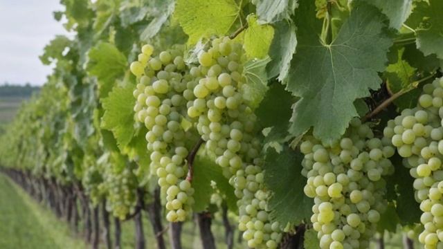 Виноград Амурский прорыв Один характеристика и описание сорта, уход и посадка - Ягоды