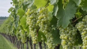 Виноград Амурский прорыв Один характеристика и описание сорта, уход и посадка - Ягоды