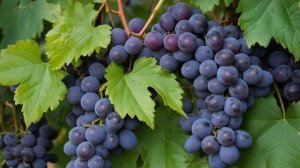 Виноград Арочный характеристика и описание сорта, посадка и уход - Ягоды