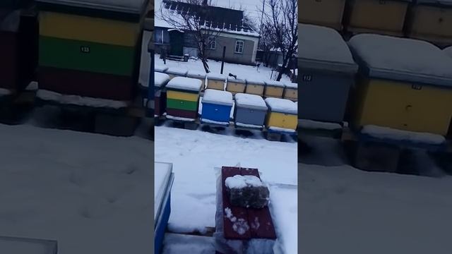 Опять опыты над пчелой. 2 х рамочник. Зимовка смотреть онлайн