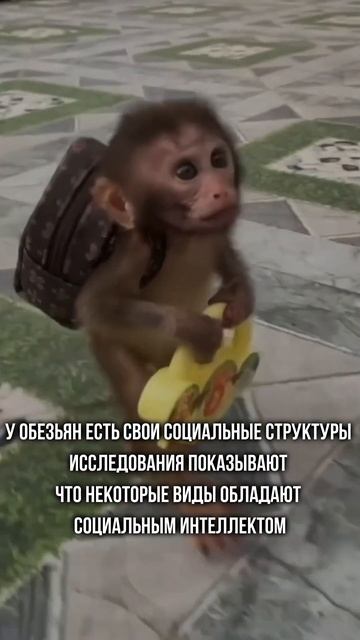 Интересные факты о животных часть 7 смотреть онлайн