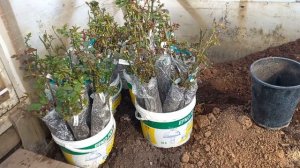 Как сохранить саженцы до посадки