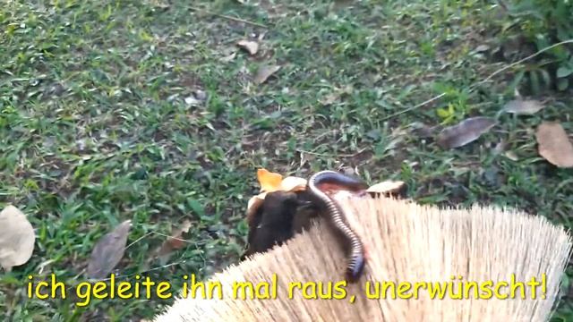 Schock für die Frau ☹ 100 Füssler im Bungalow in Patong Phuket #shorts смотреть онлайн