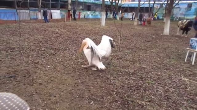 В мире животных.-А пойдёмте-ка все с нами...в зоопарк! смотреть онлайн