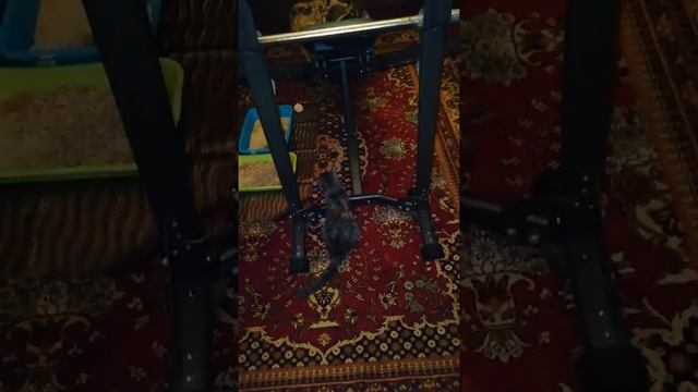 Мой дом мои кошки обзор и реклама на домики для кошек ваш заказ моя работа мои кошки довольны смотреть онлайн