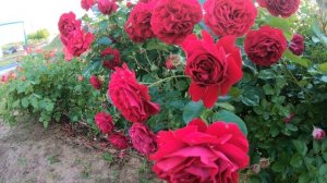 Роза Бордо Bordeaux