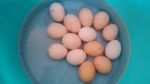 Инкубатор Блиц-48 цифровой. Для новичков, как заложить яйцо, от начала до конца.