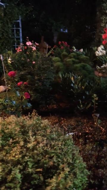 Вечерняя сказка #сад #розы #garden смотреть онлайн