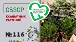 Обзор растений: кактусы, литопсы, эуфорбии, филодендроны, фикусы, антуриумы и не только #116