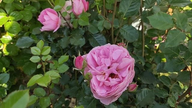 Красивые и ароматные розы. Часть 1 смотреть онлайн