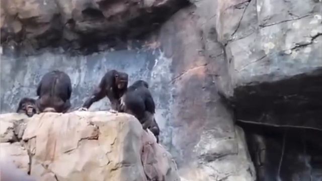 Мамаша шимпанзе смотреть онлайн