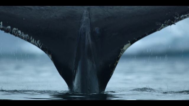 Наши океаны 5 серия «Южный океан» (документальный сериал, 2024)