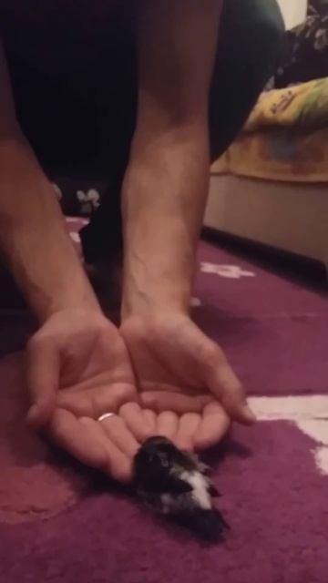 Наша Домашняя Ласточка ) ) ) смотреть онлайн