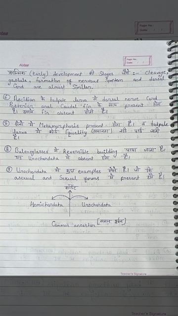 Interrelationships of hemichordata And urochordata And cephalochordata And thair relations смотреть онлайн