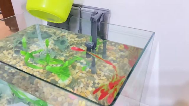 How to set-up Aquarium:Seaquest curved aquarium tank 15gal: Neon tetra and Glow green tetra. смотреть онлайн