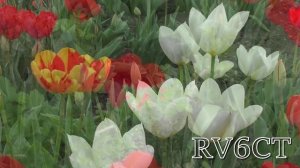 Весенние цветы Кубани