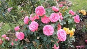 Роза флорибунда Леонардо Да Винчи   Leonardo da Vinci