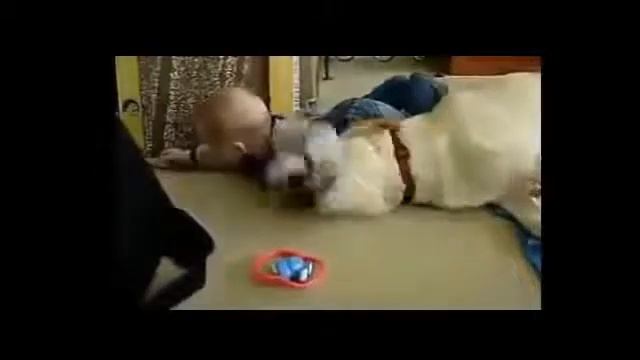 приколы с собаками улетное видео 1 смотреть онлайн