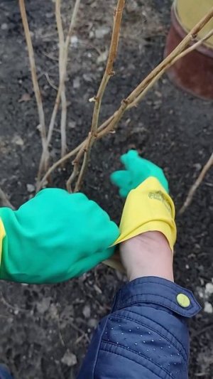 Ранний уход за малиной.