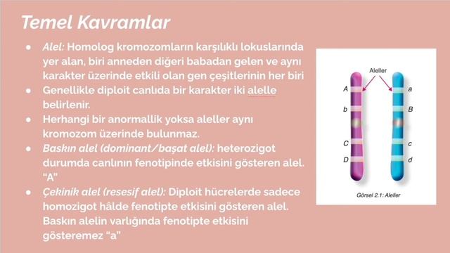 10.Sınıf Biyoloji: Kalıtım Bölüm 1 смотреть онлайн