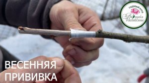 ВЕСЕННЯЯ ПРИВИВКА ПЛОДОВЫХ ДЛЯ НАЧИНАЮЩИХ