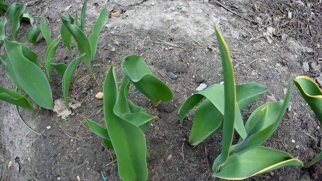 Первоцветы в начале мая в Подмосковном саду смотреть онлайн