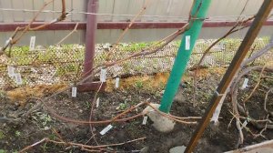 Уход за прививками после раскрытия винограда, подготовка новых кустов к перепрививке