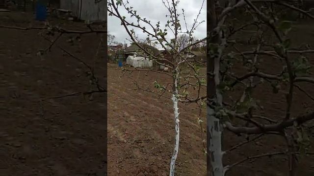 Обработка сада весной. смотреть онлайн