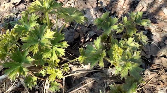 Прогулка по апрельскому садуПодкормка тюльпанов и гортензийОбрезка гравилата✂️Полив сада смотреть онлайн