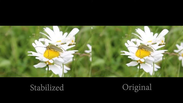 Adobe After Effects Warp Stabilizer