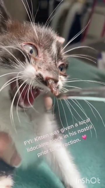 gato larva смотреть онлайн