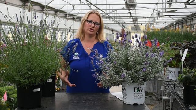 Lavander Production Tips | Walters Gardens смотреть онлайн